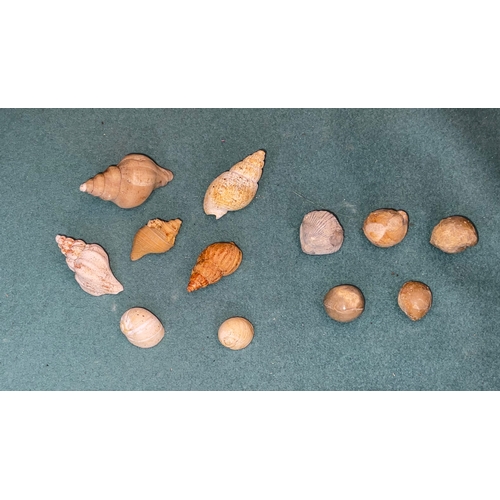 419 - Shell & Fossil Selection (12)