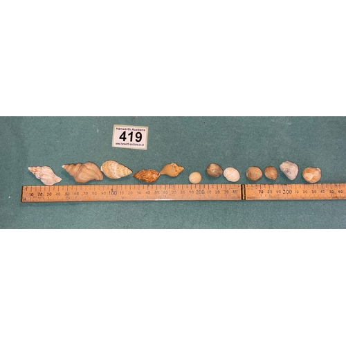 419 - Shell & Fossil Selection (12)