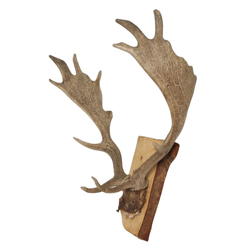 79 - Mounted Roe Deer 6-Pointed Antlers and Part Skull.