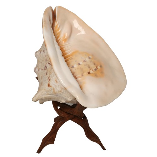 59 - Large Conch Shell with Wooden Stand. Approx 28cm long.