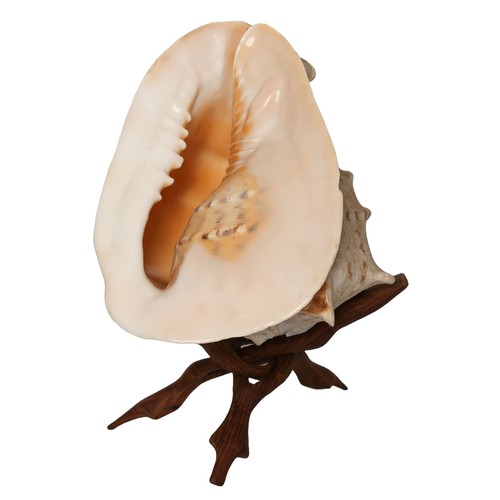 59 - Large Conch Shell with Wooden Stand. Approx 28cm long.