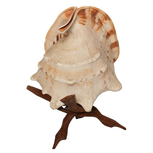 59 - Large Conch Shell with Wooden Stand. Approx 28cm long.