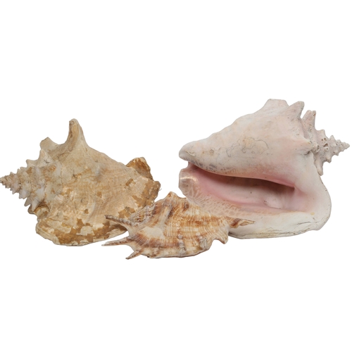 139 - 3 x Conch Shells Including 1 x Large Size Approx 22cm long. Smallest is approx 18cm long.