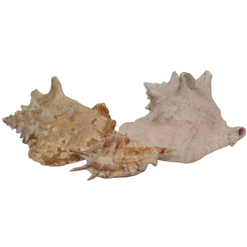 139 - 3 x Conch Shells Including 1 x Large Size Approx 22cm long. Smallest is approx 18cm long.