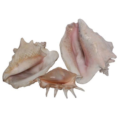 139 - 3 x Conch Shells Including 1 x Large Size Approx 22cm long. Smallest is approx 18cm long.