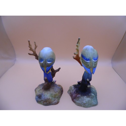 50 - Pair of Royal Crown Derby Porcelain 'Blue Tits' Marked on the bottom. Beautiful figurines. one bird ... 