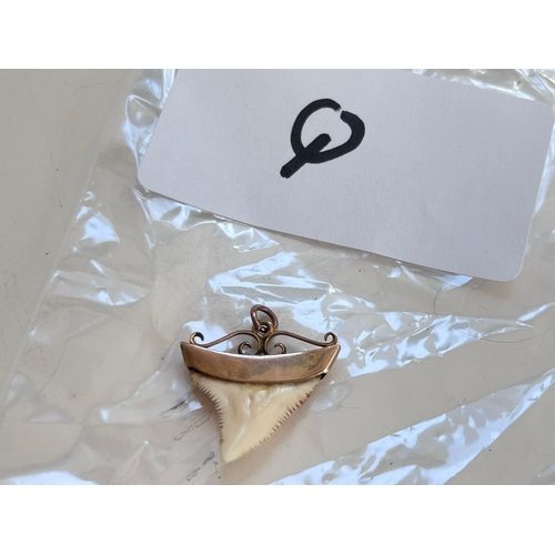 16 - Sharks tooth in a 9 Carat gold mount, stamped to shoulder