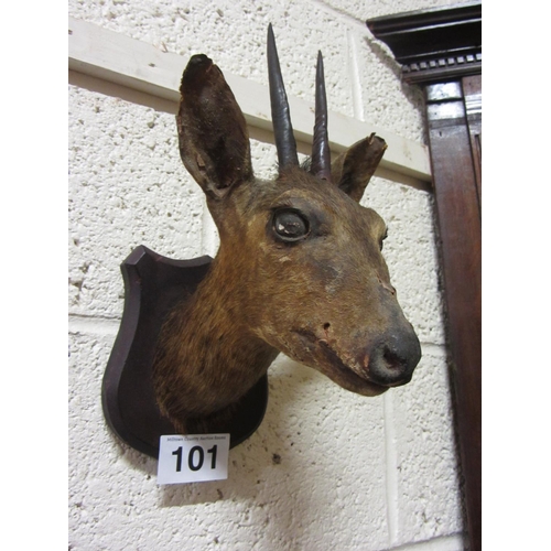 101 - Mounted Roe Deer.