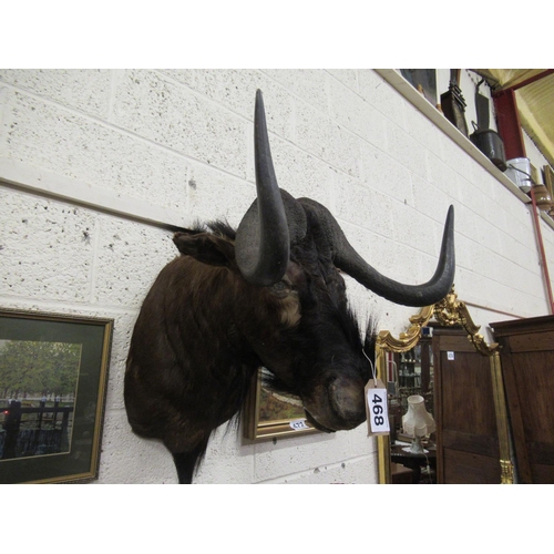 468 - Taxidermy Wildebeest.