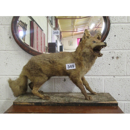 349 - Taxidermy Fox on plinth.