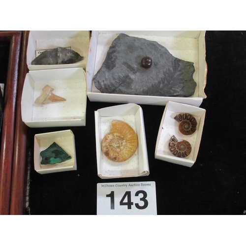 143 - Assortment of Fossils.