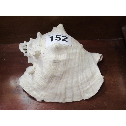 152 - Conch Shell.