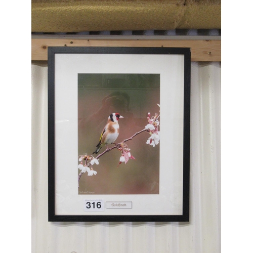 316 - Coloured print - GoldFinch.  53cm x 43cm.