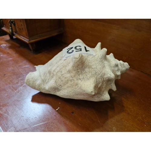 152 - Conch Shell.
