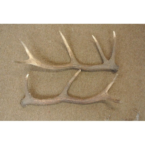 15 - A pair of deer antlers.