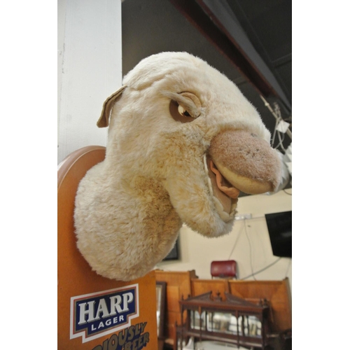 434 - A scarce Harp Larger advertising camel head, 'Lawrence of Arabia', one of only 253 made, this piece ... 