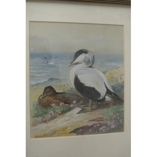 115 - An original framed Watercolour painting of Eider ducks.

Untitled.

Measures 35x30cm.

Signed A.D.J.