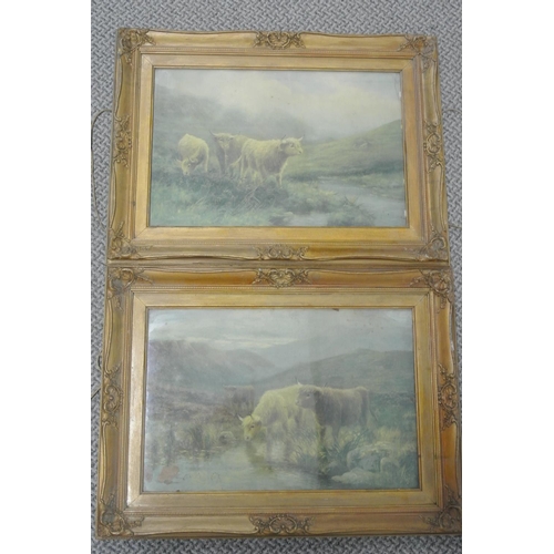 75 - A pair of antique framed prints of Highland cattle.

Untitled.

Each piece measures 57x42cm.

No vis... 