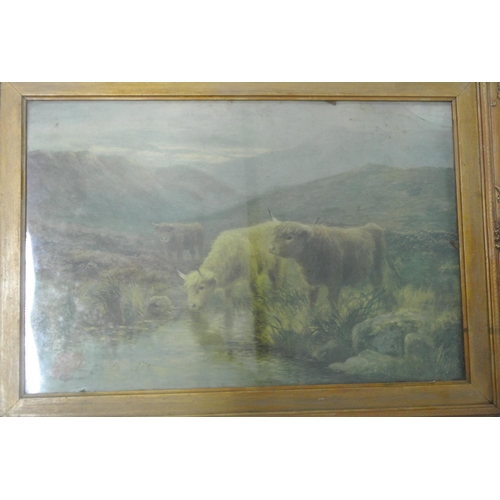 75 - A pair of antique framed prints of Highland cattle.

Untitled.

Each piece measures 57x42cm.

No vis... 