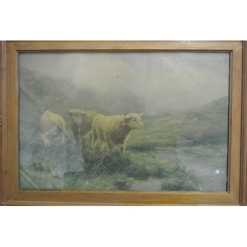 75 - A pair of antique framed prints of Highland cattle.

Untitled.

Each piece measures 57x42cm.

No vis... 