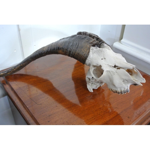 242 - A stunning taxidermy skull & horns.