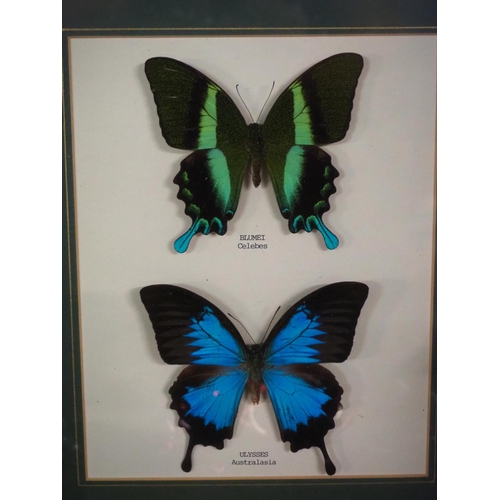 193 - A set of framed butterflies.