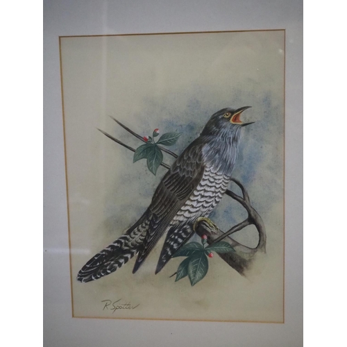 215 - An original framed watercolour painting by Robert Spotten, titled 'Cuckoo'.