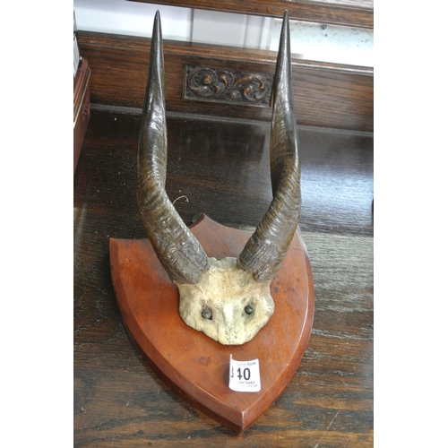 340 - Set of mounted Bush Buck Horns