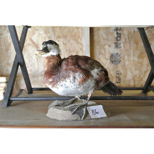 86 - A taxidermy duck.