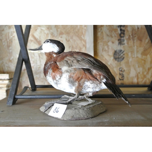 86 - A taxidermy duck.