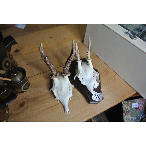 276 - An animal skull on shield, along with another animal skull.