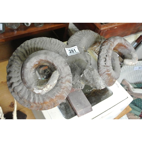 281 - A vintage / antique taxidermy ram's head with horns.