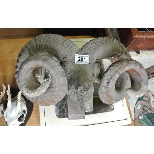 281 - A vintage / antique taxidermy ram's head with horns.