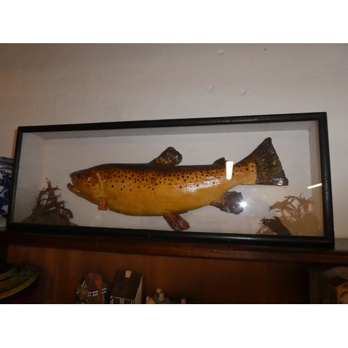 506 - A stunning cased taxidermy trout.