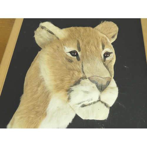 201 - An unusual vintage framed fur lion portrait (40cm x 50cm).