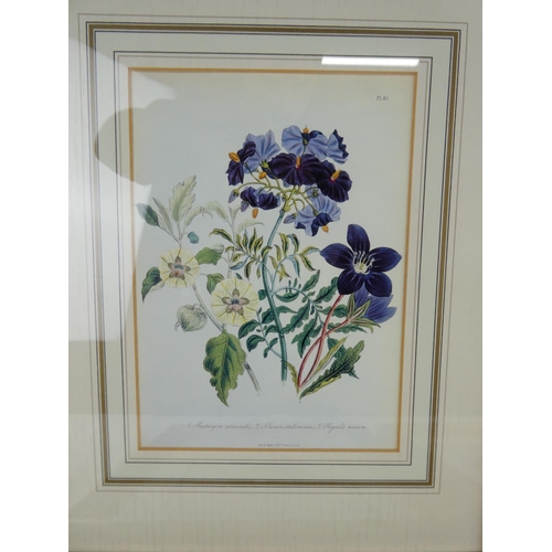 896 - A stunning set of four botanical prints in gilt frames, each measuring 19cm x 14cm.