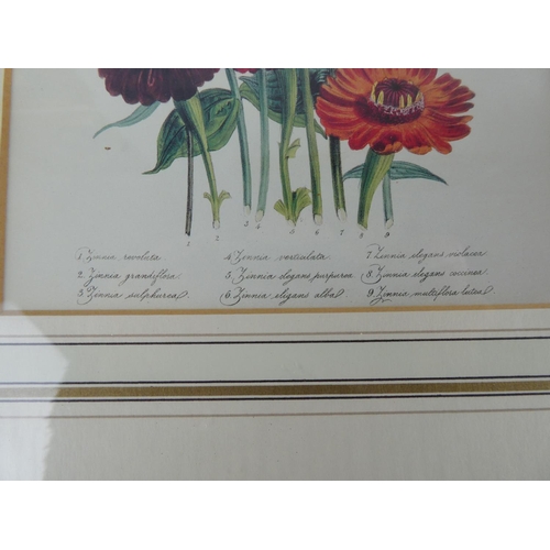 896 - A stunning set of four botanical prints in gilt frames, each measuring 19cm x 14cm.