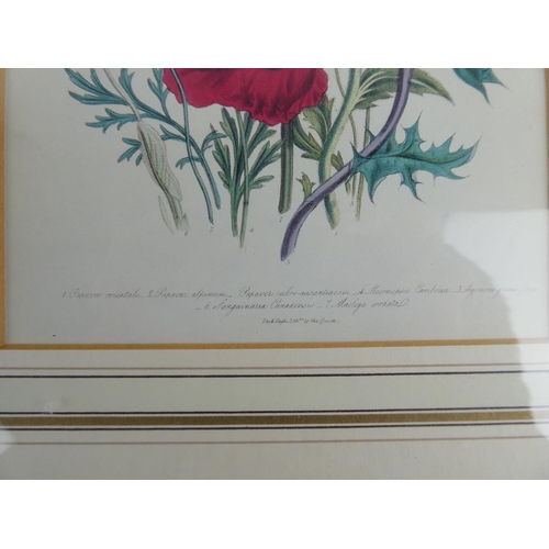 896 - A stunning set of four botanical prints in gilt frames, each measuring 19cm x 14cm.