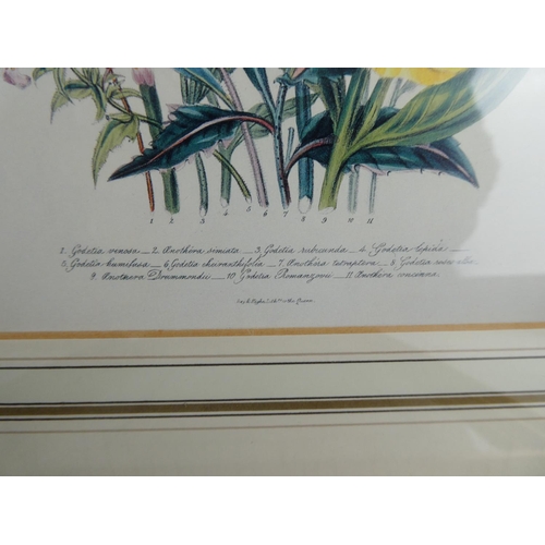 896 - A stunning set of four botanical prints in gilt frames, each measuring 19cm x 14cm.