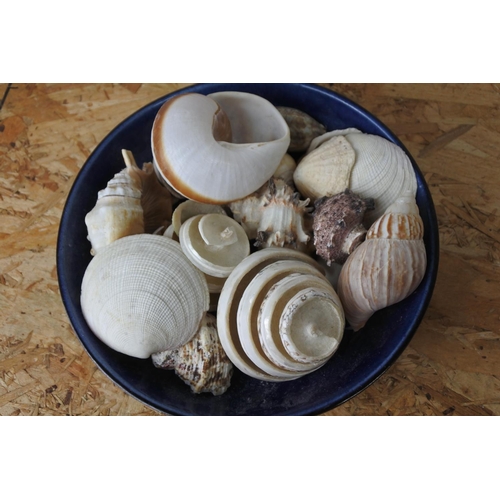 406 - A Terre Provence pottery bowl and a collection of sea shells.