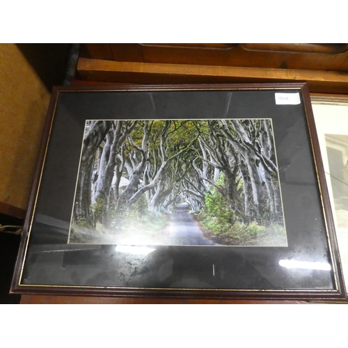 451 - A framed photograph of the Dark Hedges, Stranocum, Ballymoney.