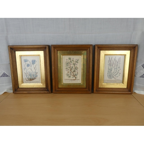 494 - A set of three oak framed horticultural prints.