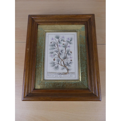 494 - A set of three oak framed horticultural prints.