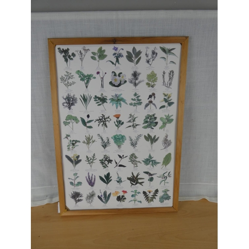 539 - A framed herb print.