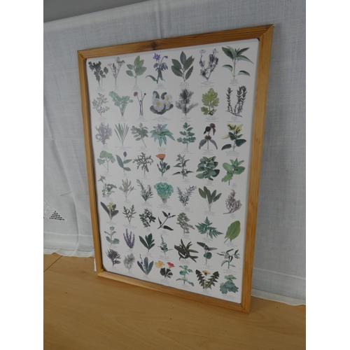 539 - A framed herb print.