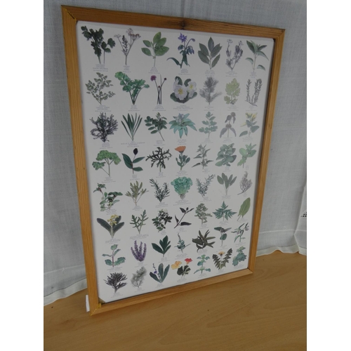 539 - A framed herb print.