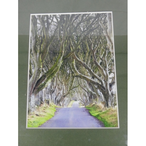 545 - A framed photograph 'The Dark Hedges, Stranocum, Ballymoney'.