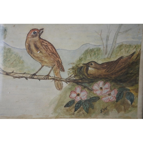 561 - An early framed drawing of birds signed SW.