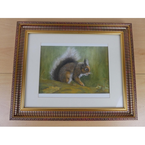 151 - A framed painting of a squirrel signed Halligan. Approx 20x25cm.