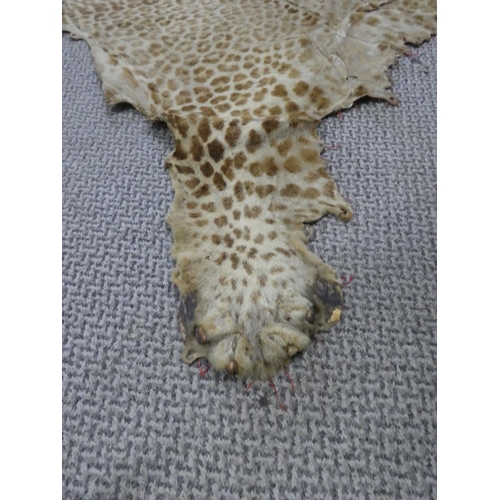 532 - An antique/ Victorian taxidermy leopard skin.